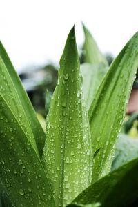 Close-up of water drops on leaf