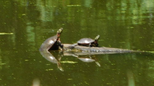View of duck swimming in water