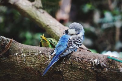 Bird perching on branch