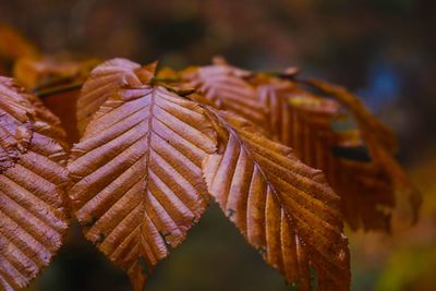 Close-up of dry maple leaves on tree