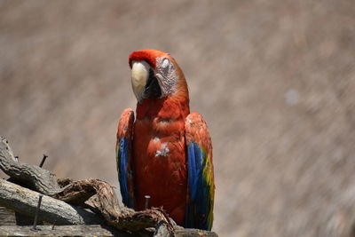 Close-up of bird perching on rock