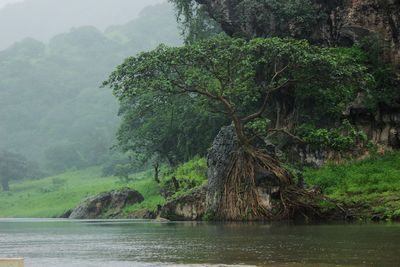 Scenic view of lake by trees in forest