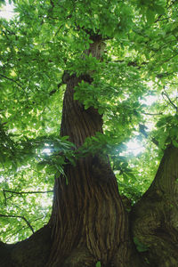 Low angle view of trees in forest