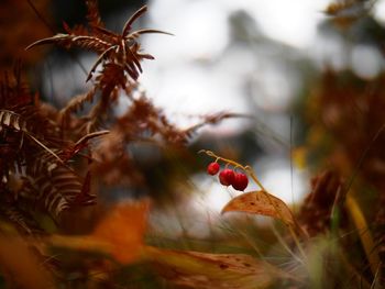 Close-up of ladybug on plant