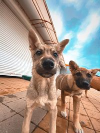 Portrait of dog against sky