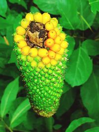 Close-up of fruit growing on plant