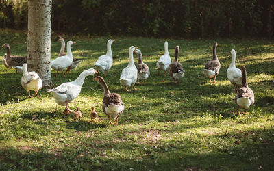 Flock of birds on field