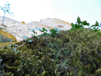 Low angle view of moss growing on mountain against sky