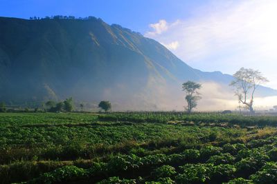 Scenic view of field against sky