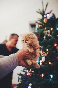 Close-up of hands carrying kitten against christmas tree