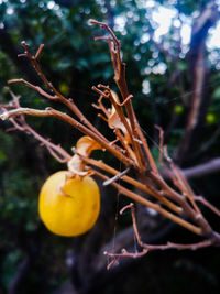 Close-up of orange fruit on tree