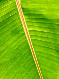 Full frame shot of leaf