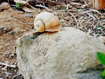 High angle view of snail on land