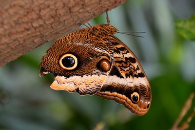 Close-up of butterfly perching on leaf