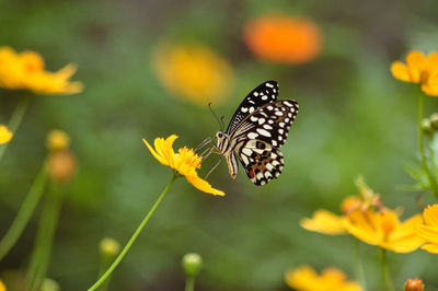 Close-up of butterfly pollinating on flower