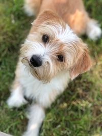 High angle view of dog on field