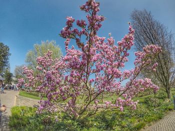 Low angle view of flower tree against sky