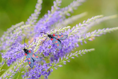 Six-spot burnet butterflys on a wild flower, zygaena filipendulae