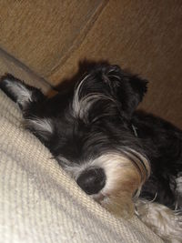 Close-up of dog