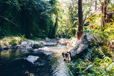 Scenic view of waterfall in forest