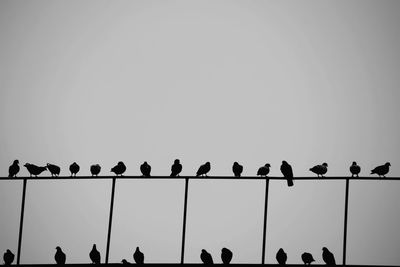 Silhouette birds perching on railings against clear sky