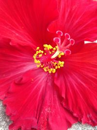 Close-up of pink flower