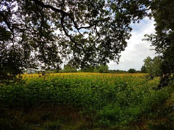 Scenic view of agricultural field against sky