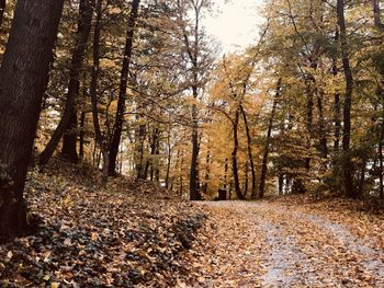 Trees growing in forest during autumn