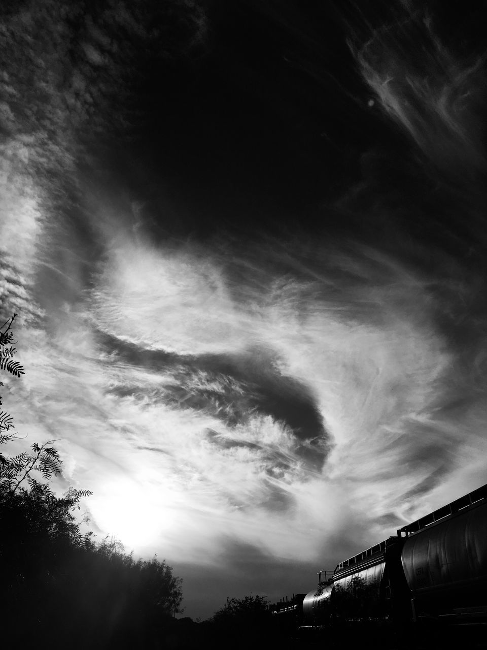 LOW ANGLE VIEW OF TREES AGAINST SKY