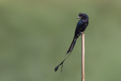 Image of greater racket-tailed drongo on tree stump on nature background. bird. animals.