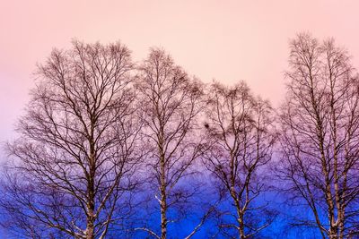 Low angle view of bare trees against sky