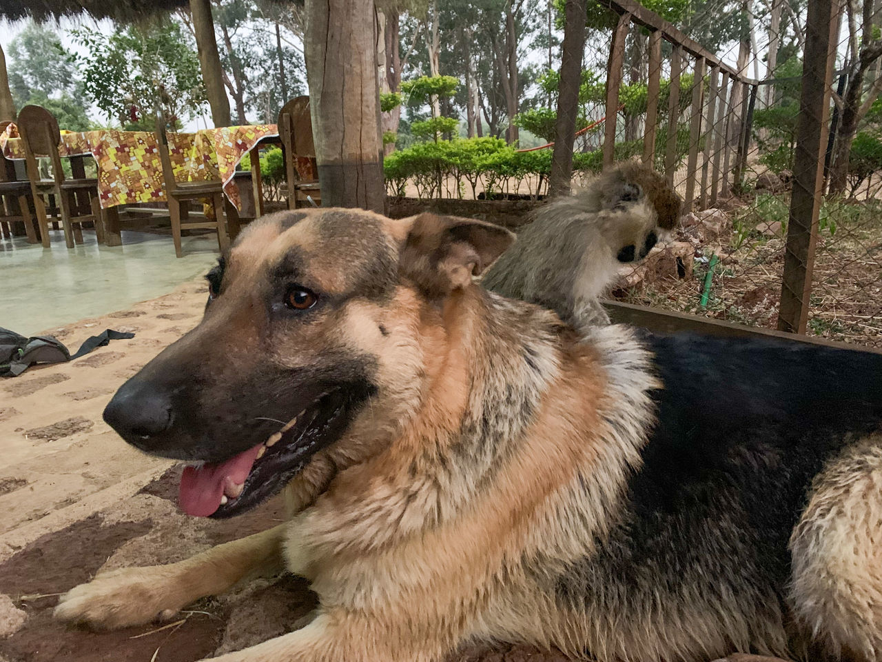 DOG LOOKING AWAY IN THE GROUND