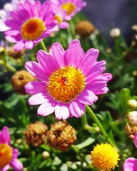 Close-up of pink flower