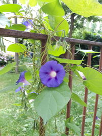 Close-up of purple flowers blooming outdoors