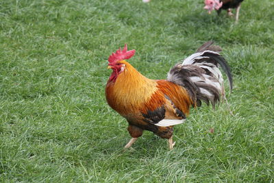 View of a rooster on land