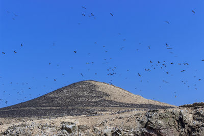 Low angle view of birds flying against blue sky