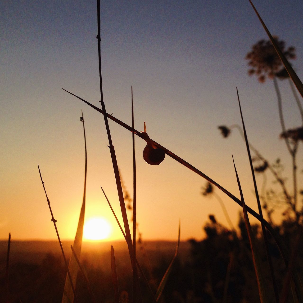 CLOSE-UP OF SILHOUETTE PLANT AGAINST SUNSET SKY