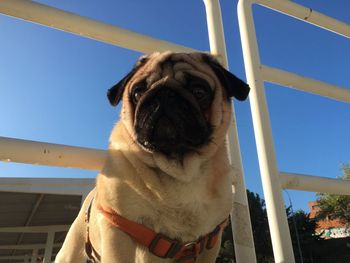 Low angle view of dog against sky