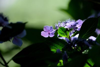 Close-up of purple flowering plant