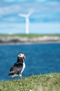 Close-up of puffin in front of a wind turbine