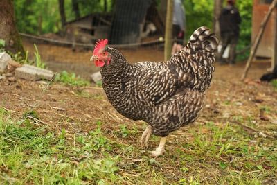 Close-up of rooster on field