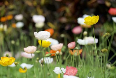 Close-up of white flowering plants on field
