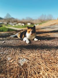 Portrait of cat on field