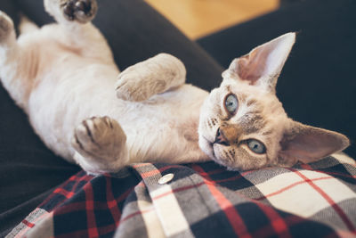 Portrait of cat lying on bed