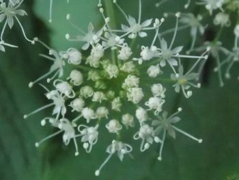 Close-up of white flowers