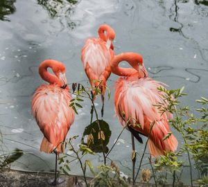 Flamingos in lake