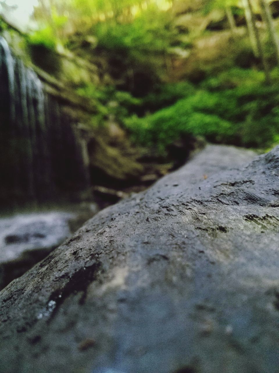 CLOSE-UP OF ROCK IN FOREST