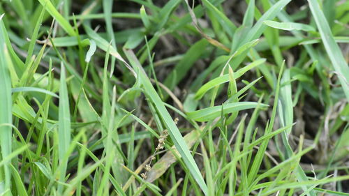 Close-up of grass growing on field