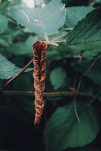 Close-up of leaves on plant