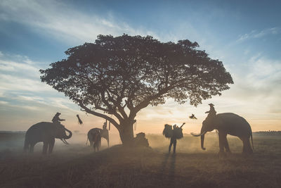 Silhouette of elephant on field against sky